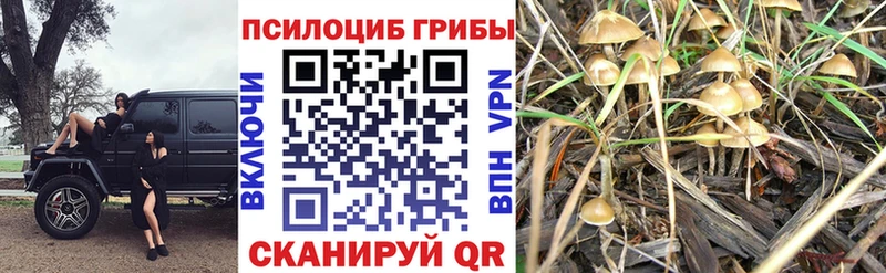 Галлюциногенные грибы Psilocybine cubensis  мориарти клад  Томск 